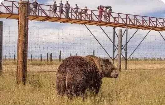 Wild Animal Sanctuary A Non Profit